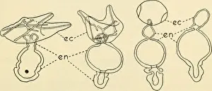 Booksubjectembryology Prints: The beginnings of embryonic development