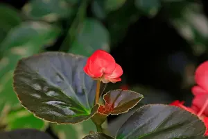 Botanical Garden Prints: Begonia semperflorens flower