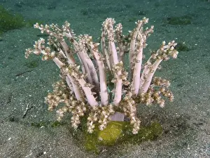 Bays Prints: Beige-coloured tree anemone, hellfire (Actinodendron arboreum)