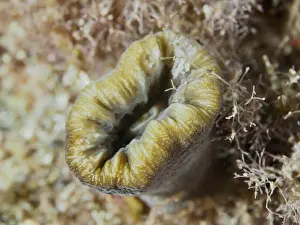 South France Prints: Beige warty coral (Balanophyllia europaea)