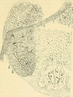 Cerebellum Prints: Beitrag zum Studium der Medulla Oblongata (1896) is a scientific study on the medulla oblongata