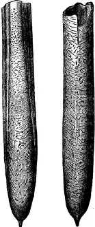 Cephalopod Prints: Belemnites of the Cretaceous, vintage engraved illustration. Earth before man – 1886