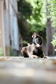 German Shepherd Prints: A Belgian Malinois dog lies patiently on a stone path