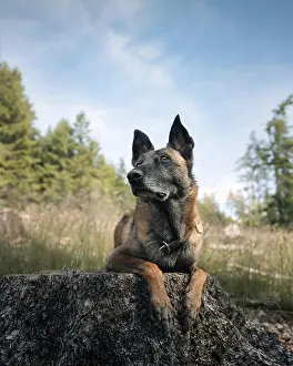 Collar Prints: A Belgian Malinois dog resting on a tree stump in a forest with a clear blue sky in the background