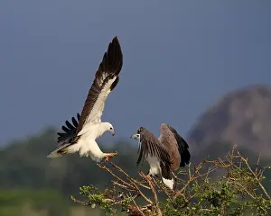 Yala Prints: While Bellied Sea Eagles of Sri Lanka