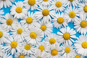 Daisies Prints: Bellis perennis. Common daisy flowers on blue background