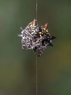 Ventral Prints: The belly of a spiny orb weaver spider with silk coming from its spinneret as it builds its web