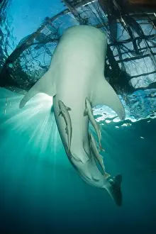 Belly of a whale shark (Rhincodon typus) with remora, near the surface under a bagan, Cenderawasih Bay, Indonesia