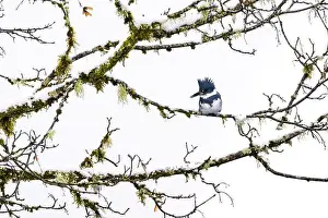 Lichen Prints: Belted Kingfisher fishing trom a Bigleaf Maple branch hanging over a lake on the Olympic Peninsula