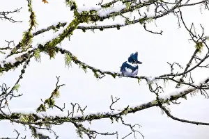 Lichen Prints: Belted Kingfisher fishing trom a Bigleaf Maple branch hanging over a lake on the Olympic Peninsula