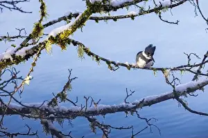 Lichen Prints: Belted Kingfisher fishing trom a Bigleaf Maple branch hanging over a lake on the Olympic Peninsula