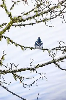 Lichen Prints: Belted Kingfisher fishing trom a Bigleaf Maple branch hanging over a lake on the Olympic Peninsula