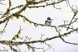 Lichen Prints: Belted Kingfisher fishing trom a Bigleaf Maple branch hanging over a lake on the Olympic Peninsula