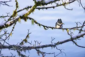 Lichen Prints: Belted Kingfisher fishing trom a Bigleaf Maple branch hanging over a lake on the Olympic Peninsula