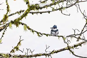 Lichen Prints: Belted Kingfisher fishing trom a Bigleaf Maple branch hanging over a lake on the Olympic Peninsula