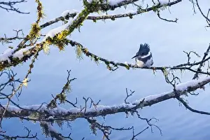 Lichen Prints: Belted Kingfisher fishing trom a Bigleaf Maple branch hanging over a lake on the Olympic Peninsula