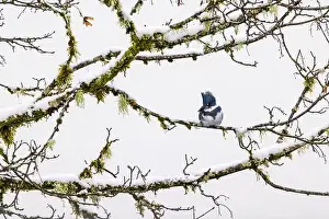 Lichen Prints: Belted Kingfisher fishing trom a Bigleaf Maple branch hanging over a lake on the Olympic Peninsula