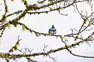 Lichen Prints: Belted Kingfisher fishing trom a Bigleaf Maple branch hanging over a lake on the Olympic Peninsula