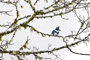 Lichen Prints: Belted Kingfisher fishing trom a Bigleaf Maple branch hanging over a lake on the Olympic Peninsula