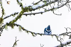 Lichen Prints: Belted Kingfisher fishing trom a Bigleaf Maple branch hanging over a lake on the Olympic Peninsula