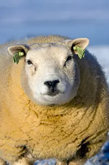 Farm Animals Prints: Beltex sheep in snow Kirkby Stephen Cumbria