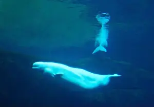 Whale Prints: Beluga / beluga / Delphinapterus leucas; controlled conditions, Beluga Wal, Wale