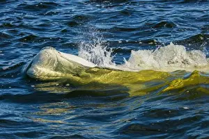 Ken Archer Prints: Beluga whale comes up for a breath in Hudson Bay, Manitoba