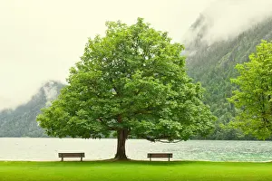 Green Sunrise Prints: Empty bench at autumn mountain lake