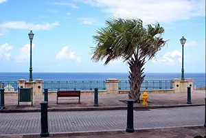 Hydrant Prints: Bench and a palm tree on the coastline in Old San Juan, Puerto Rico