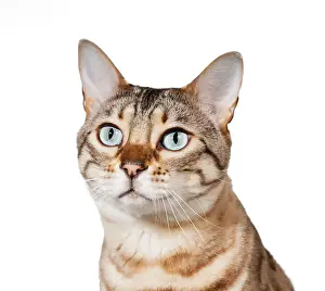 Domestic Cat Prints: Bengal cat