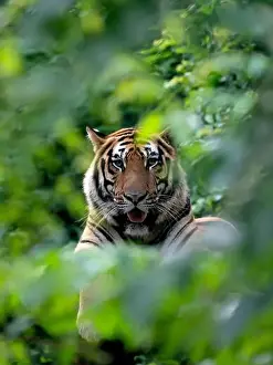 Wildcat Prints: bengal tiger lying down among green bush