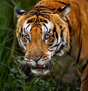 Feline Prints: Bengal tiger (Panthera tigris tigris) walking through tall grass in Dudhwa National Park