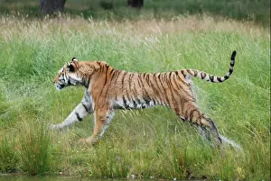Stare Prints: Bengal tiger running through grass tail in air