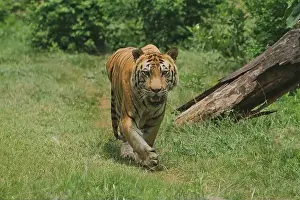 Siberian Prints: A Bengal tiger walks in the bushes during the day