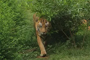Siberian Prints: A Bengal tiger walks in the bushes during the day