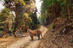 Tigris Prints: Bengal tigers spotted on a jungle safari in a forest reserve at Kalimpong district, India