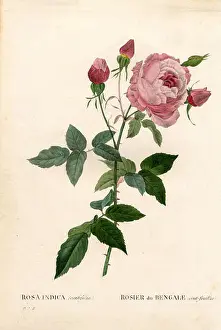 Roses Prints: Bengale centfeuilles rose, Rosa chinensis variety