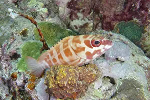 Outdoor Shots Prints: A beret grouper (Epinephelus fasciatus) with red spots rests between living corals in the sea