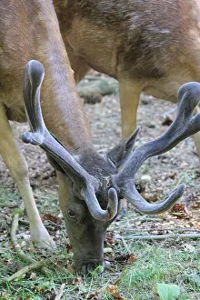 Calf Prints: Berg en Bos. Mountain and Forest in Apeldoorn, the Netherlands