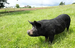 Snout Prints: Berkshire pig a rare breed in the UK is mainly black with white markings on face and feet and has upright ears