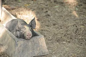 Snout Prints: Berkshire piglets