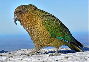 Stock Photograph Prints: Bernard Spragg - Beautiful Bird Photography - The Kea - Naughty Alpine Parrot - Nestor notabilis
