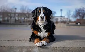 Laying Down Prints: Bernese mountain dog in the park. Portrait of a Bernese mountain dog