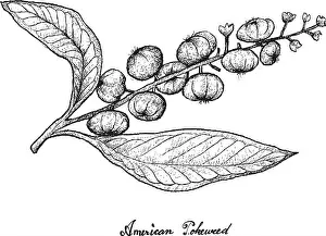 Simply Prints: Berry Fruit, Illustration Hand Drawn Sketch of Fresh American Pokeweed