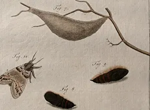 Bookcentury1700 Prints: Beschouwing der wonderen Gods : in de mintsgeachte schepzelen of nederlandsche insecten