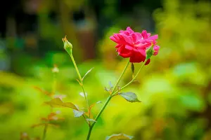 Click Prints: Best rose picture, click at karatia Tangai