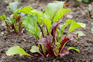 Grow Your Own Prints: Beta vulgaris Rainbow Mixed'