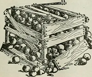 Bookcollectionbiodiversity Prints: Better fruit. Fruit-culture. ipiS BETTER FRUIT Page ii