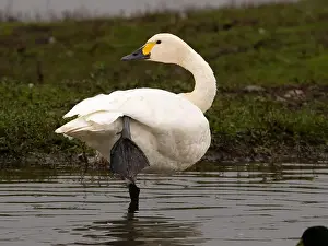 British Wildlife Prints: Bewick swan at Slimbridge WWT in Gloucestershire