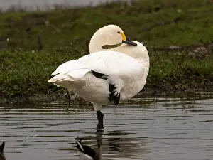 British Wildlife Prints: Bewick swan at Slimbridge WWT in Gloucestershire